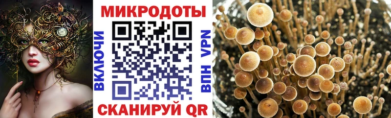 где можно купить   Сосновоборск  Псилоцибиновые грибы мицелий 